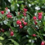 How to prune Escallonia?