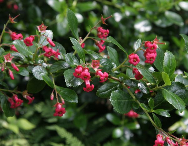 How to prune Escallonia?