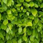 How to make a beech hedge?