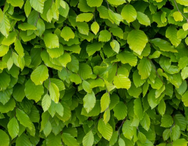 How to make a beech hedge?