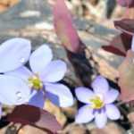 Jeffersonia: Planting and Cultivation