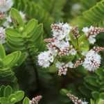 When and how to prune shrubby veronica?