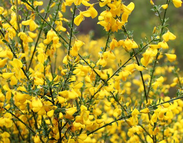 How to take a cutting from broom?