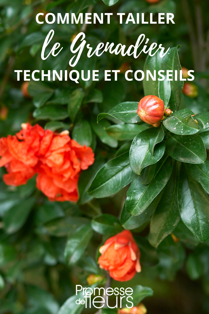 Pruning of pomegranate tree, Punica granatum