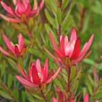 How to prune Leucadendron?