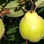 How to prune a quince tree?