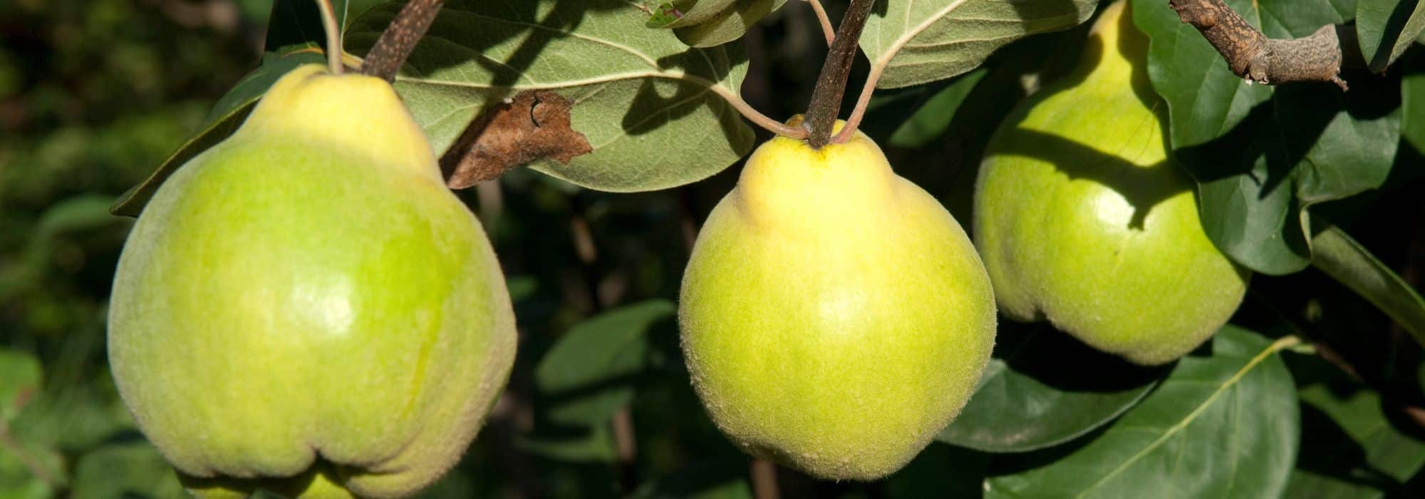 How to prune a quince tree?