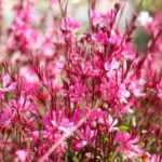 When and how to prune Gaura?