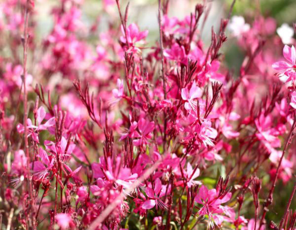 When and how to prune Gaura?