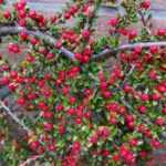 How to train a Cotoneaster?