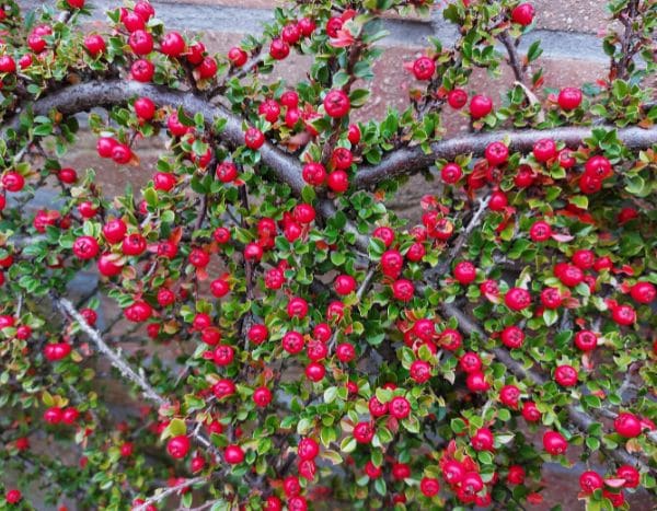 How to train a Cotoneaster?