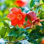 When and how to prune pomegranate?