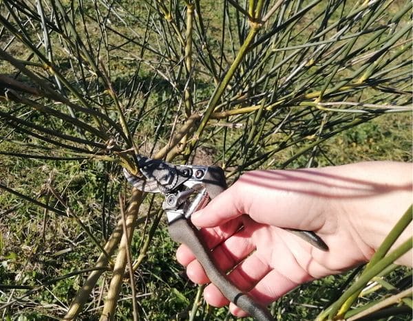 How to prune broom?