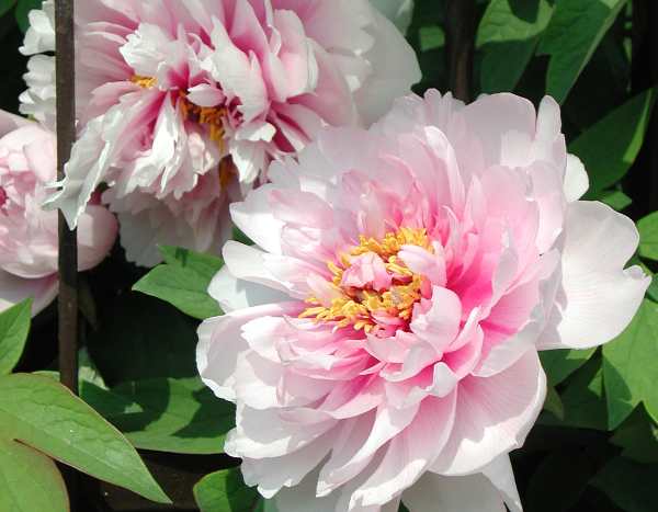 How to support peonies?