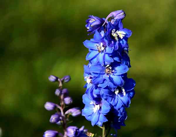 How to propagate Delphinium?