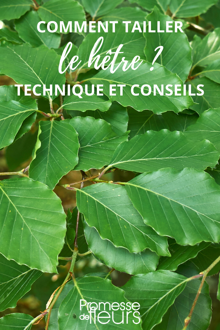 Pruning Beech, Fagus sylvatica