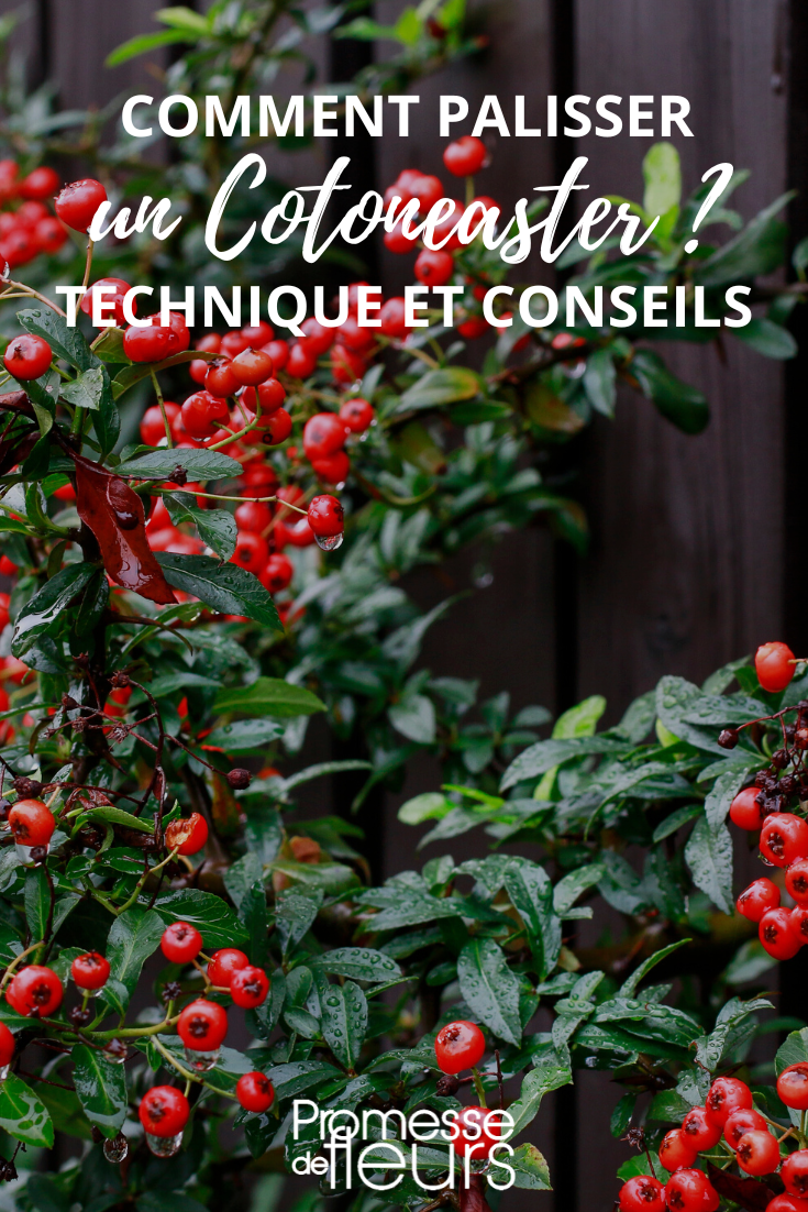 Cotoneaster Training