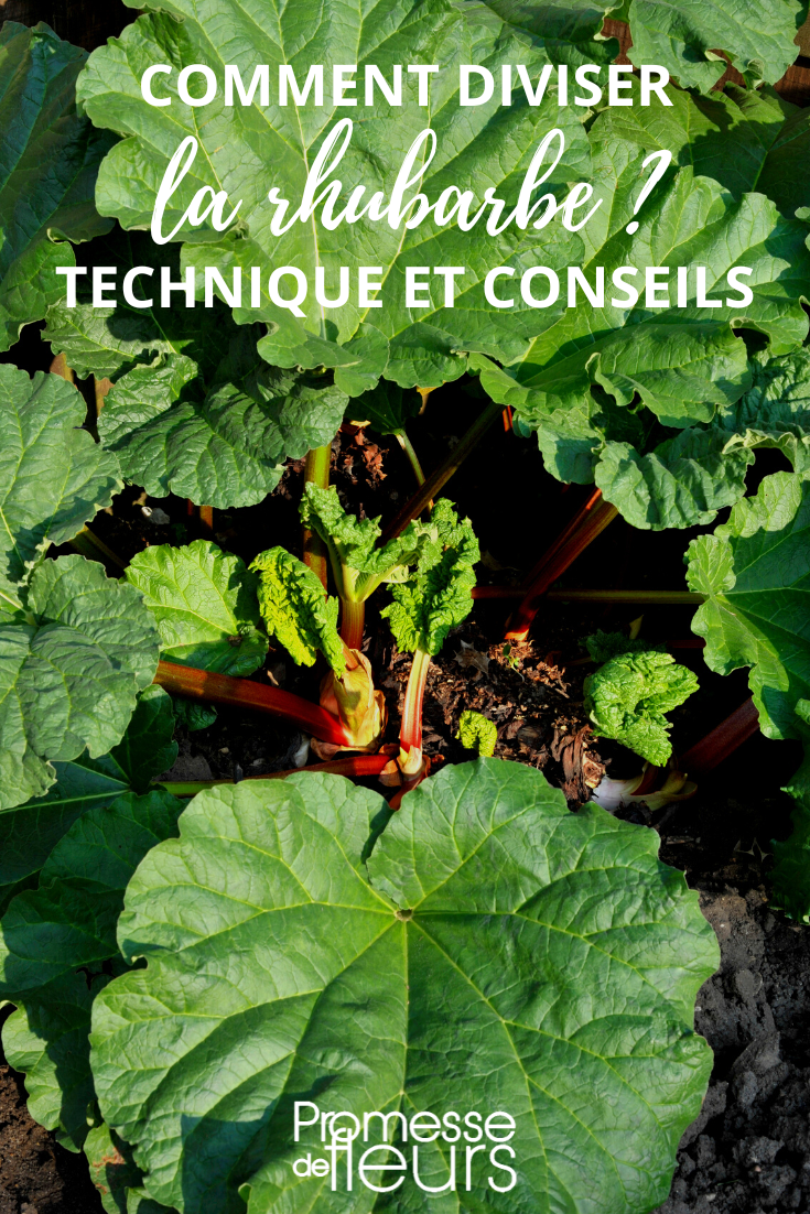 divide multiply rhubarb