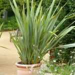 How to divide a Phormium?