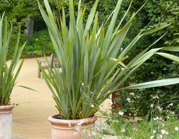 How to divide a Phormium?