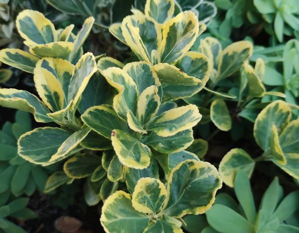 How to train a spindle tree as a standard?