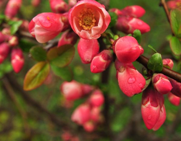 How to prune and train Japanese quince (Chaenomeles)?