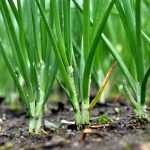 How to sow and use spring onions?
