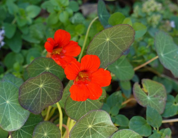 How to sow nasturtiums?