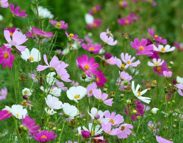 How to sow cosmos?