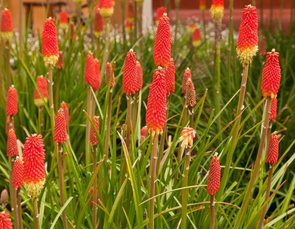 Propagate Kniphofia
