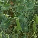 Sowing peas: how to grow from sowing to harvest in the vegetable garden