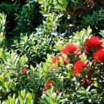 Metrosideros: planting and growing