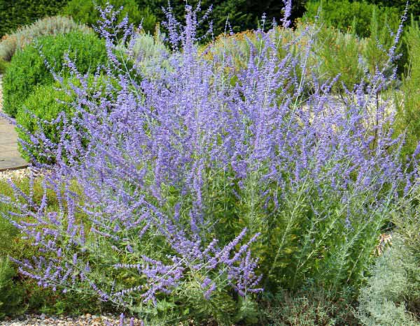 How to propagate Perovskia?