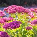 How to propagate sedums?