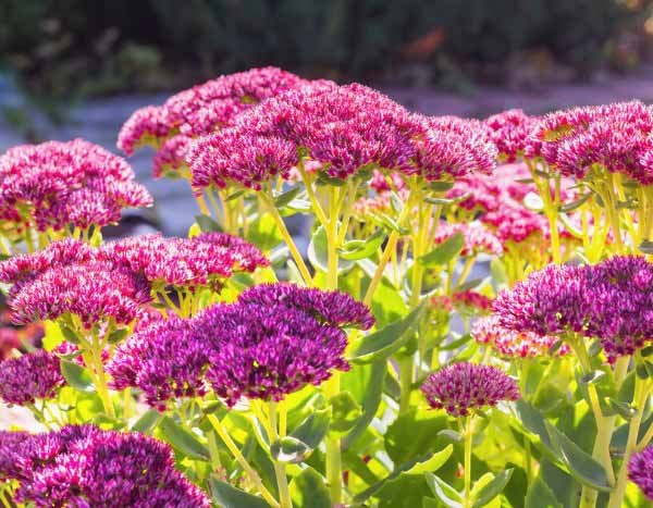 How to propagate sedums?