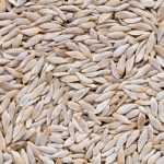 How to harvest your lettuce and salad seeds?