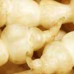 The Chinese artichoke (Stachys affinis): sowing, growing, and harvesting