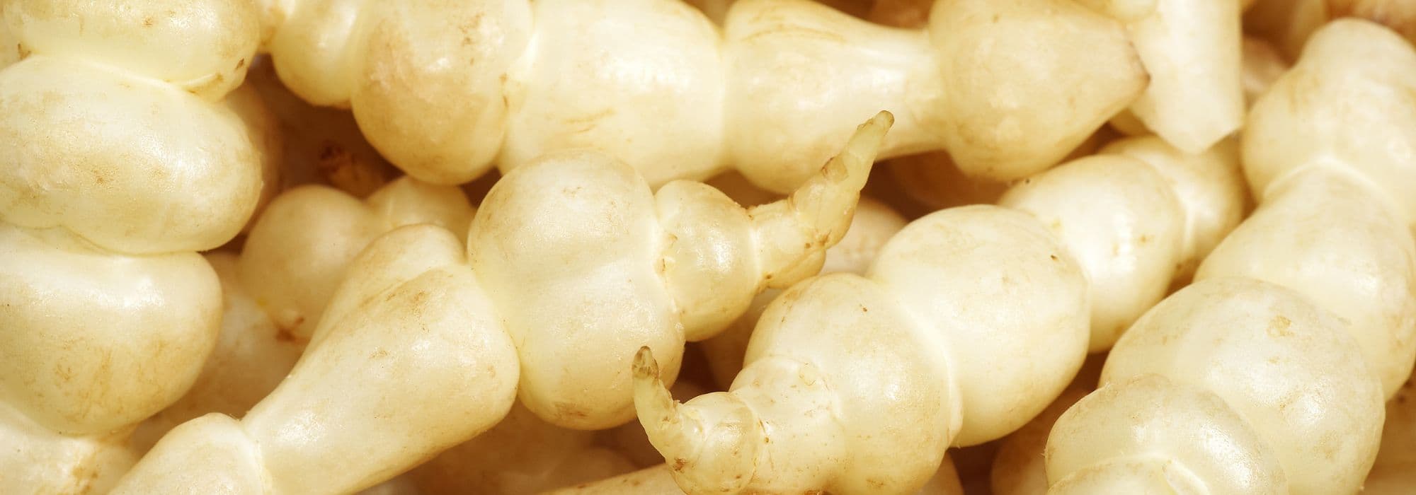 The Chinese artichoke (Stachys affinis): sowing, growing, and harvesting