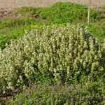 Pruning thyme