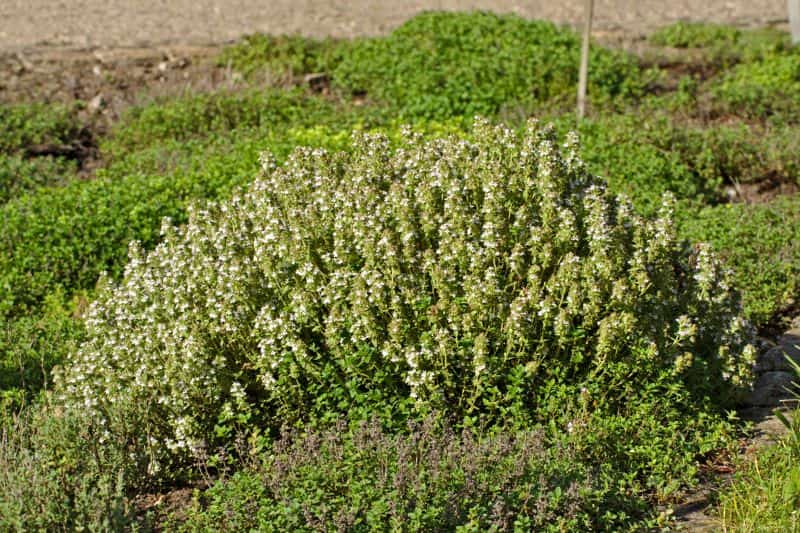 Pruning thyme