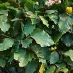 How and when to prune beech?