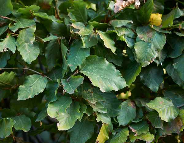 How and when to prune beech?