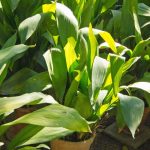 Aspidistra, Cast-iron plant: cultivating and care