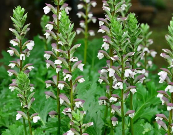 How to harvest and sow Acanthus seeds?