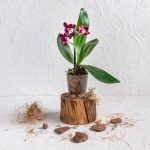 How to repot an orchid?