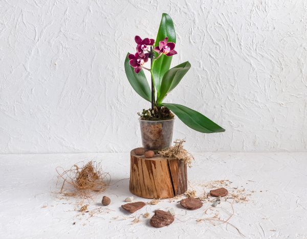 How to repot an orchid?