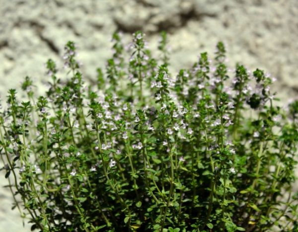 How to propagate thyme?
