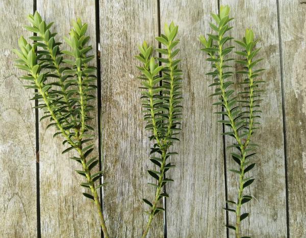 How to take a cutting of shrubby veronica?