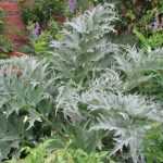 How to sow cardoons?