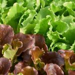 Lettuce: sowing, care and harvesting